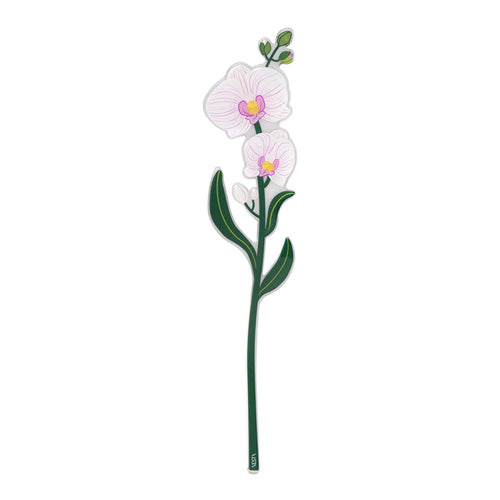 Orchid Large Funny Flowers