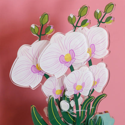 Orchid Large Funny Flowers