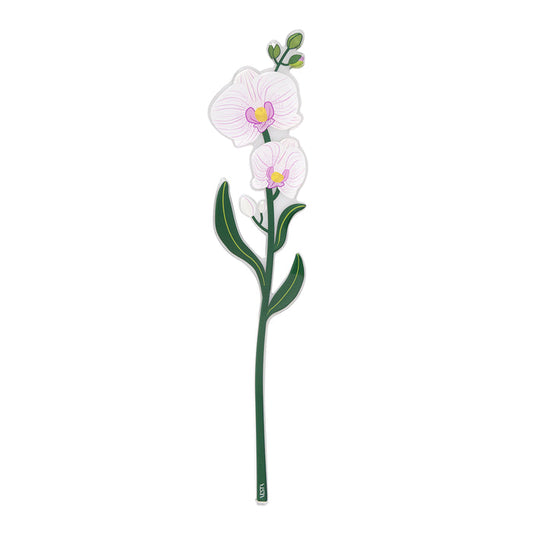 Orchid Small Funny Flowers