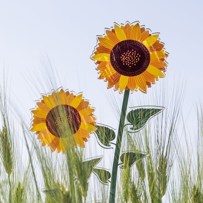 Sunflower Large Funny Flowers