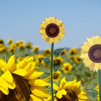 Sunflower Small Funny Flowers