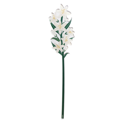 White Lily Large Funny Flowers